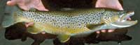 bow river brown trout
