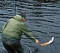 ireland salmon fishing