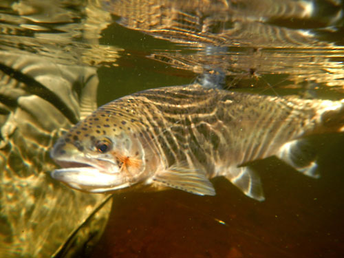Dry fly rainbow trout