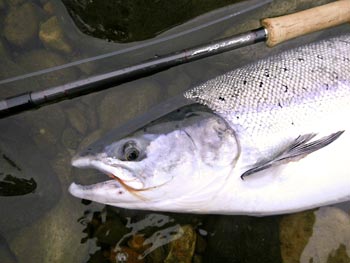 T&T ros with a spring salmon