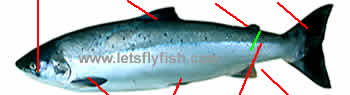 grilse