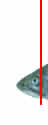 sea trout