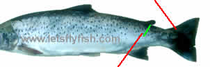 sea trout