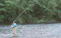spey cast loop